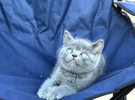 3 Erkek British Shorthair Yavruları görsel