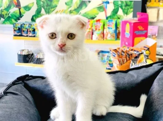 Beyaz Scottish Fold Yavrumuz