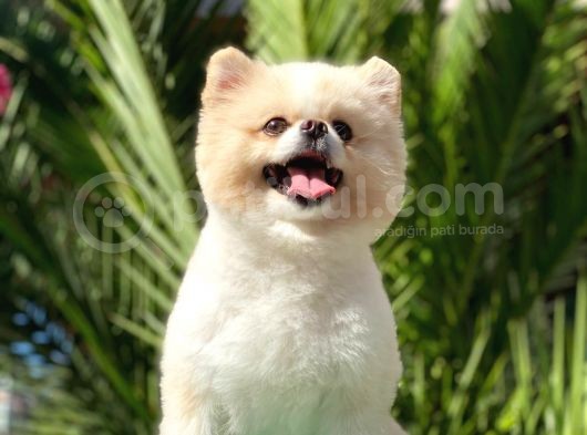 Tedy Bear Pomerian Boo görsel