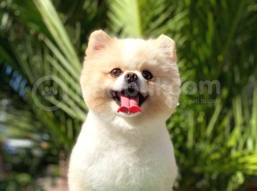 Tedy Bear Pomerian Boo görsel