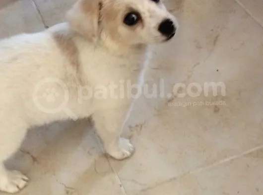 Sevimli Oyuncu Yavru Maltese