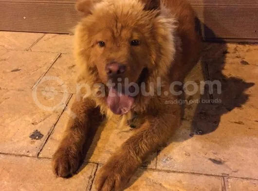 Sağlıklı Bir O Kadar Oyuncu Chow Chow Zeus Bey