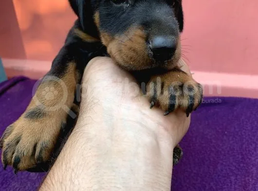A Kalite Doberman Yavruları