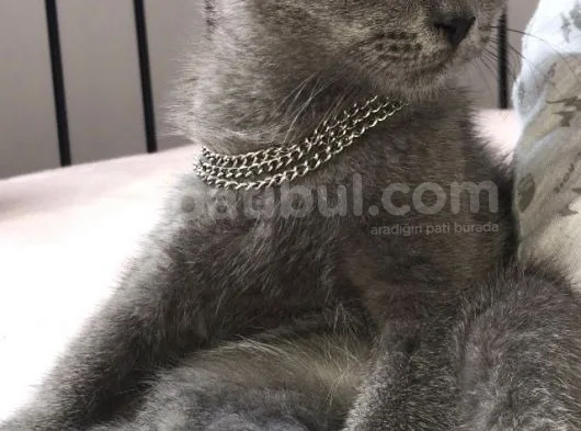 2 Aylık Erkek Safkan