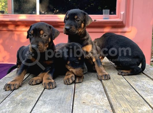 A Kalite Doberman Yavruları görsel
