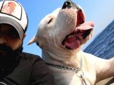 Dünya Şampiyonu Dogo Argentino Yavruları