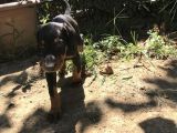 45 Günlük Doberman Dişi