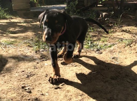 45 Günlük Doberman Dişi görsel