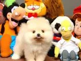 Güvencesiyle pomeranian boo yavrularımız