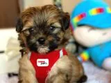 En güzel maltipoo yavrularımız
