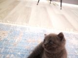 Anne Altından Scottish Fold Ve Scottish Straight Blue Yavrularımız