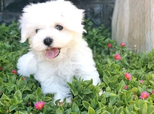 Mini Maltese Yavrumuz 