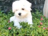 Mini Maltese Yavrumuz 