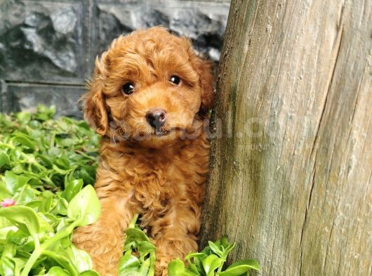 Toy Poodle Yavrular  görsel