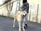 Hachiko akita cinsi 2 yaşında erkek 