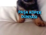 Bursadan  Alman Çoban Köpeği̇ Yavrular