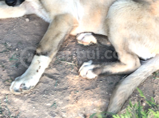 Kangal Yavruları Isimlerini Henüz Koymamıştım  görsel