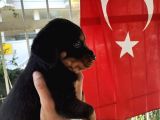 Harika Anatomide Rottweiler Yavrularimiz