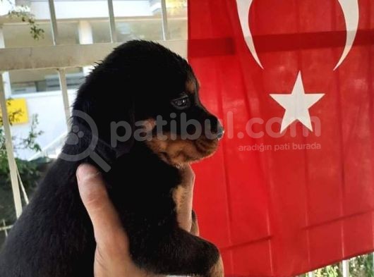 Harika Anatomide Rottweiler Yavrularimiz görsel