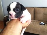 Fransız Buldog Yavrularımız