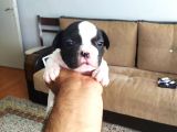 Fransız Buldog Yavrularımız