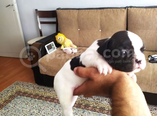 Fransız Buldog Yavrularımız görsel