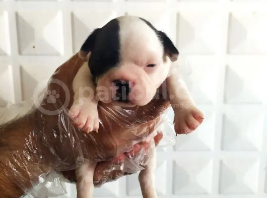 Fransız Buldog Yavrularımız