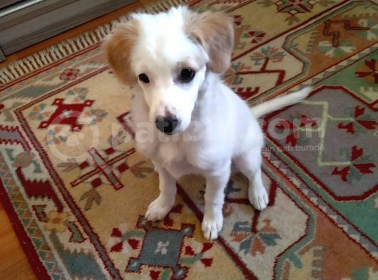 Melez Terrier Gibi görsel