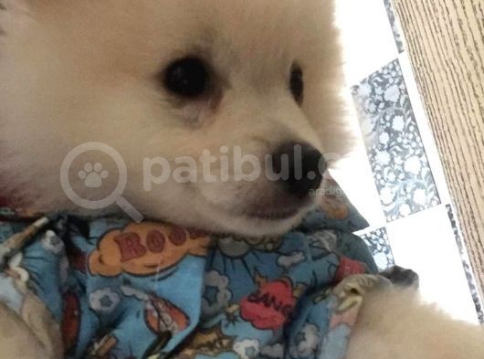 Prens Yavru Pomeranian görsel