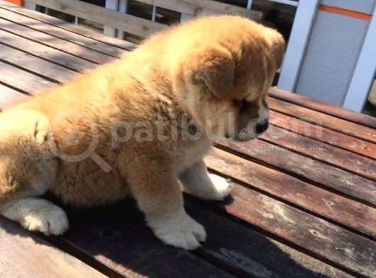 Aşı Uygulamaları Yapılı Akita İnu Yavruları görsel