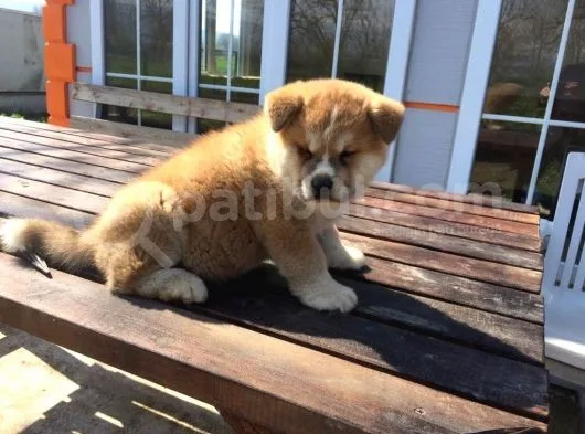 Aşı Uygulamaları Yapılı Akita İnu Yavruları