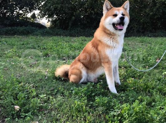Aşı Uygulamaları Yapılı Akita İnu Yavruları görsel