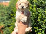 Kusursuz Apri̇cot Toy Poodle Yavrularimiz