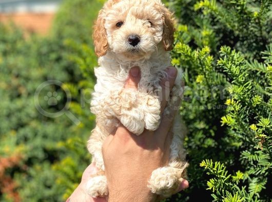 Kusursuz Apri̇cot Toy Poodle Yavrularimiz görsel