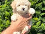 Sevimli Apricot Toy Poodle Yavrularımız