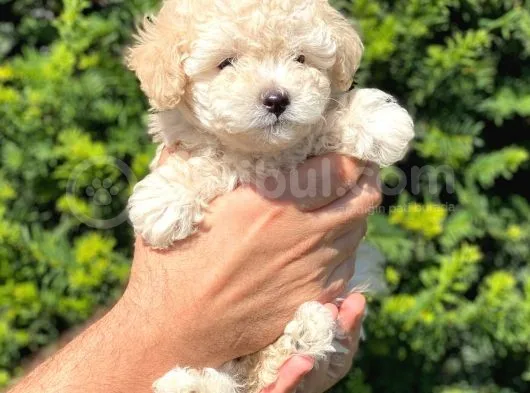 Sevimli Apricot Toy Poodle Yavrularımız