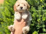 KUSURSUZ APRİCOT TOY POODLE YAVRULARIMIZ