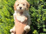 Kusursuz Apri̇cot Toy Poodle Yavrularimiz