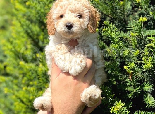 Kusursuz Apri̇cot Toy Poodle Yavrularimiz görsel