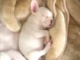 French Bulldog Dostlarımız Yeni Ebeveynlerini Bekliyor