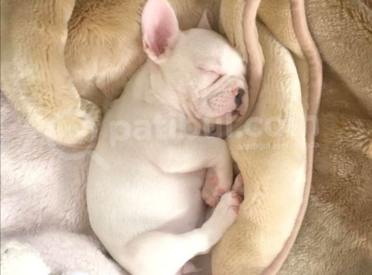 French Bulldog Dostlarımız Yeni Ebeveynlerini Bekliyor görsel