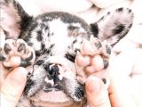 French Bulldog Dostlarımız Yeni Ebeveynlerini Bekliyor