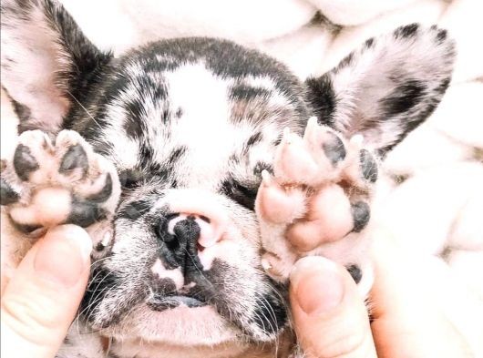 French Bulldog Dostlarımız Yeni Ebeveynlerini Bekliyor görsel