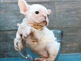 French Bulldog Dostlarımız Yeni Ebeveynlerini Bekliyor