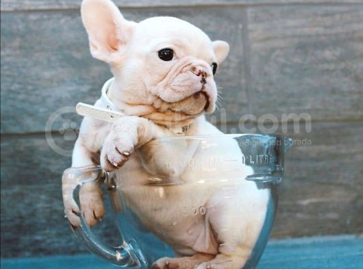 French Bulldog Dostlarımız Yeni Ebeveynlerini Bekliyor görsel