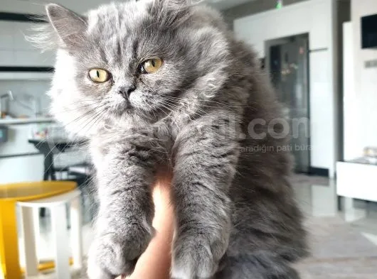 Chinchilla Dişi