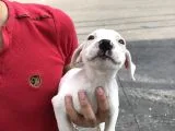 A kalite safkan 42 günlük Dogo Argentino yavruları