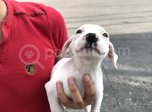 A Kalite Safkan 42 Günlük Dogo Argentino Yavruları görsel