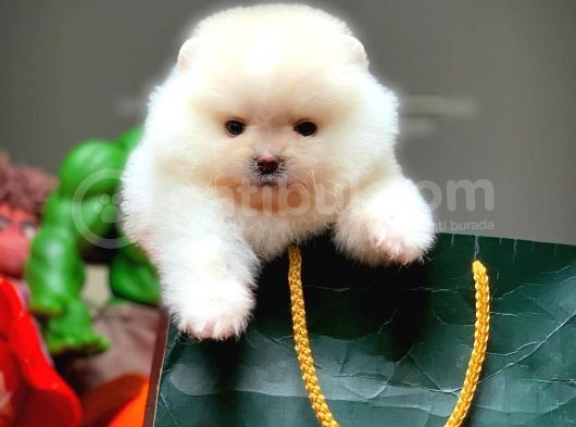 Show Class Pomeranian Boo Yavrularımız görsel