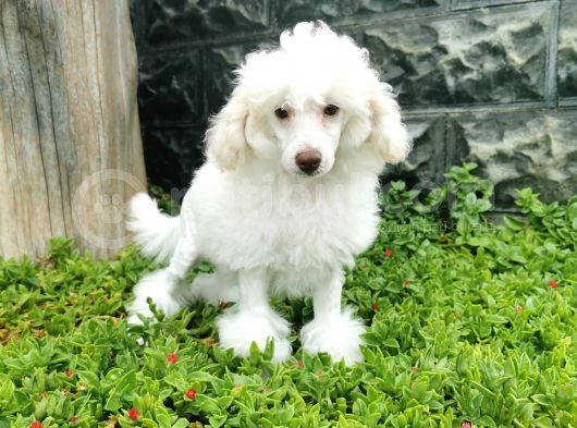 Beyaz Toy Poodle Bebekler görsel